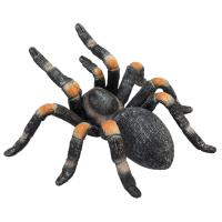 Mojo Vtáčkar Brachypelma hamorii